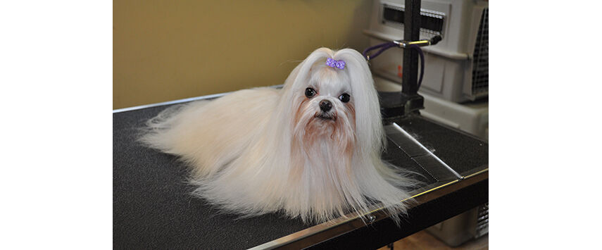 A Maltese in Full Coat